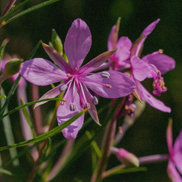ALPINE WILLOWHERB EXTRACT​