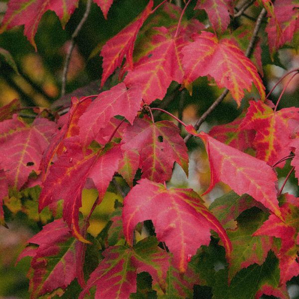 Acer Rubrum Bark Extract