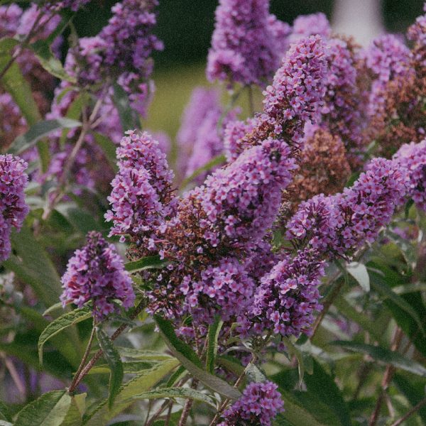 Buddleja Davidii Extract
