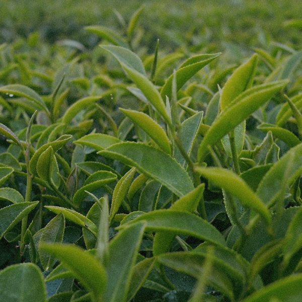 Camellia sinensis Leaf Extract