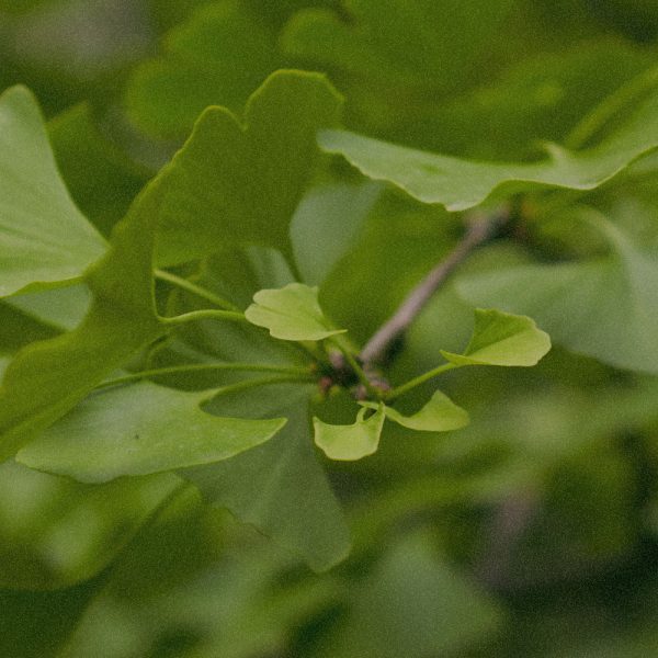 GINKGO LEAF EXTRACT​