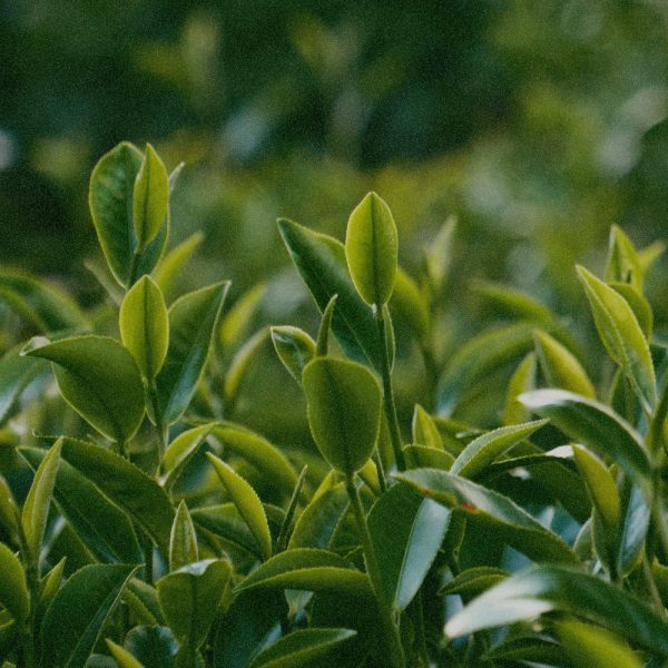 ORGANIC GREEN TEA EXTRACT