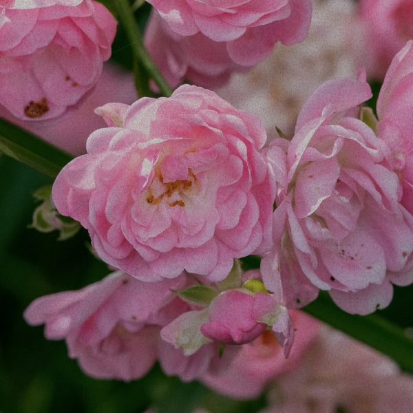 ROSE GERANIUM ESSENTIAL OIL BLEND