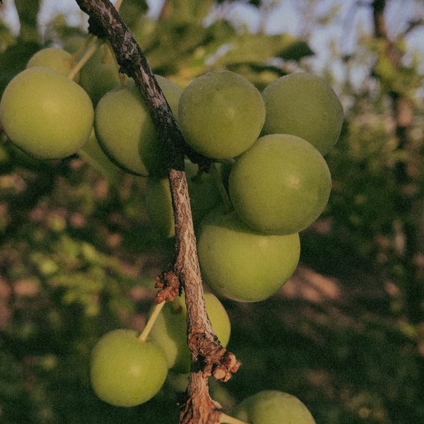 Terminalia Ferdinandiana Fruit Extract (Superox-C™)