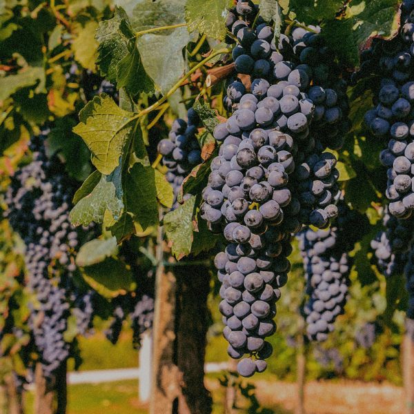 Vitis Vinifera (Grape) Leaf Extract