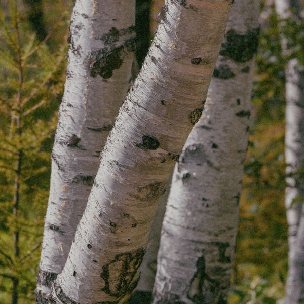 Xylitylglucoside-Anhydroxylitol-；Xylitol-AQUAXYLTM