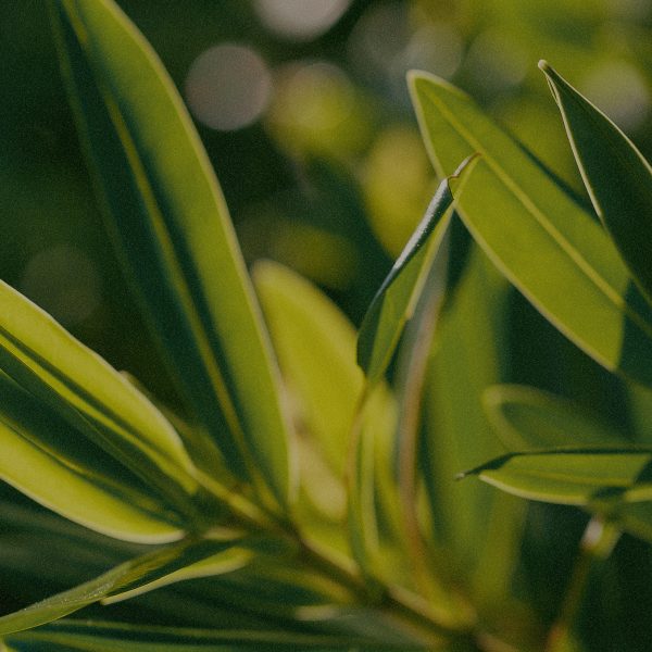 ingredient_lemonteatree