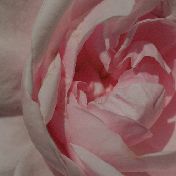 ingredient_rose